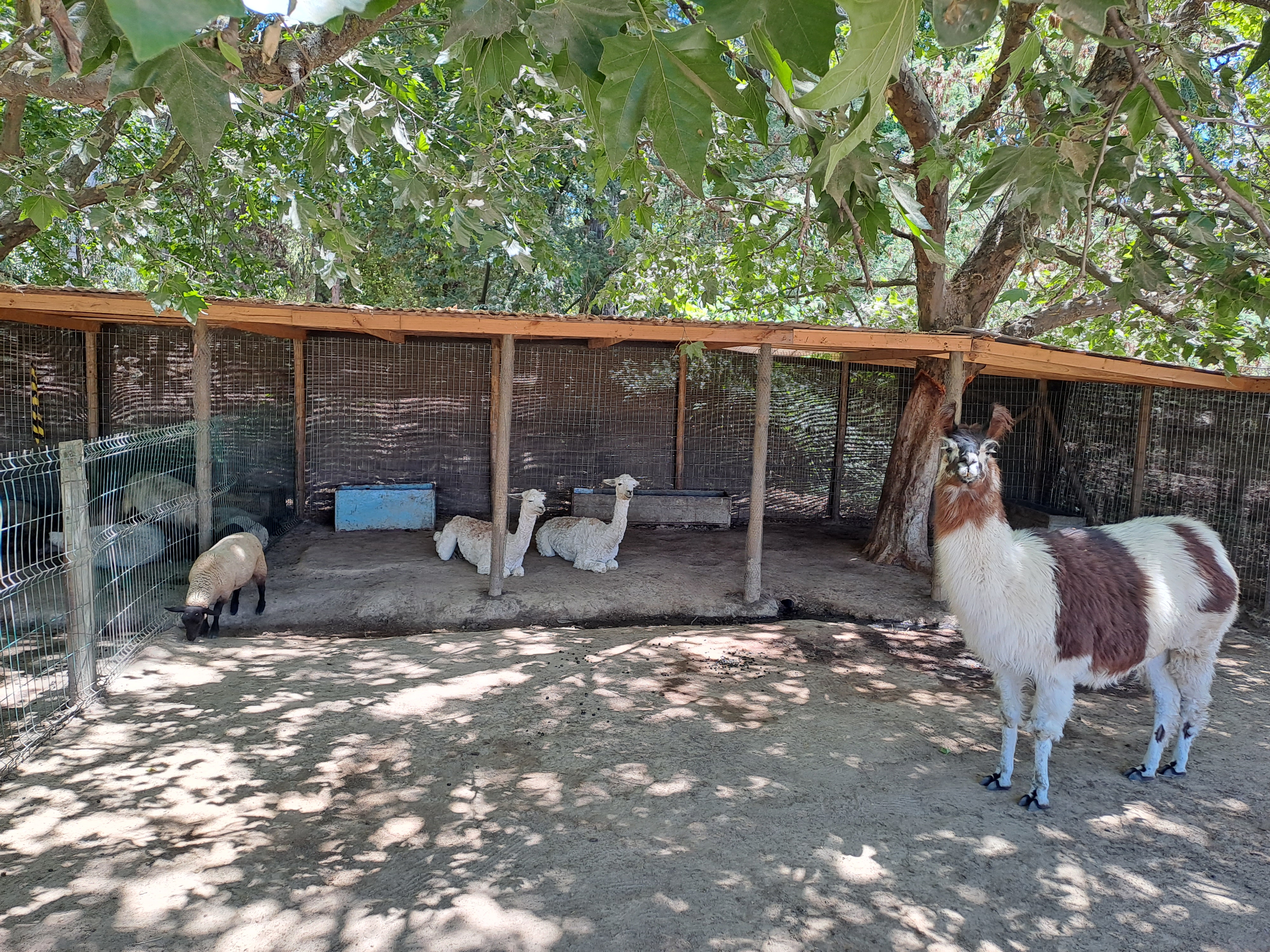 Fotogrfía de los animales que habitan en el parque